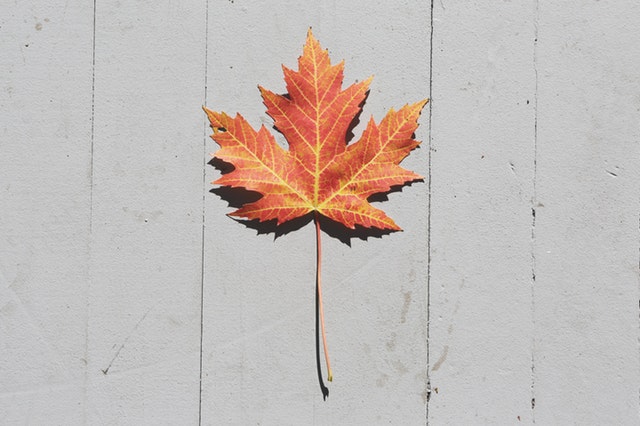 Fall Autumn Leaf Maple Canada