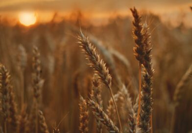 SR&ED and Agriculture: Hidden Tax Credits Levy and Check-off