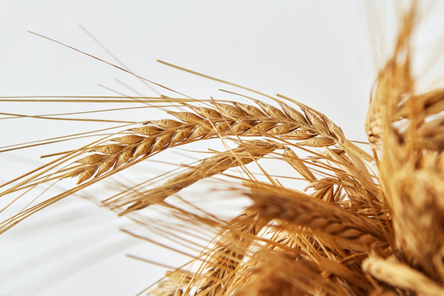 2021 SR&ED Tax Credits for Alberta Wheat Farmers