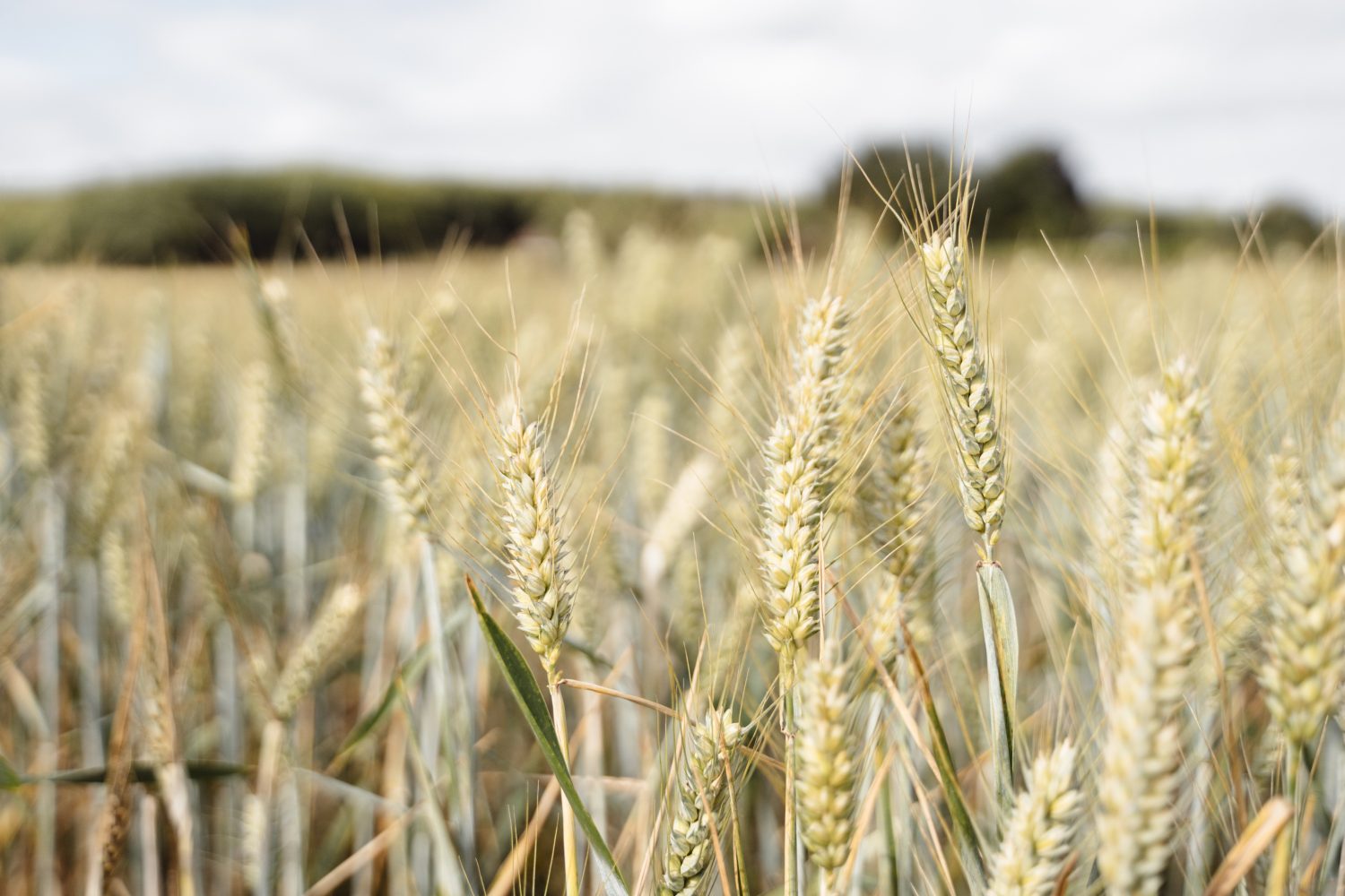2021 SR&ED Tax Credits for Saskatchewan Wheat Farmers